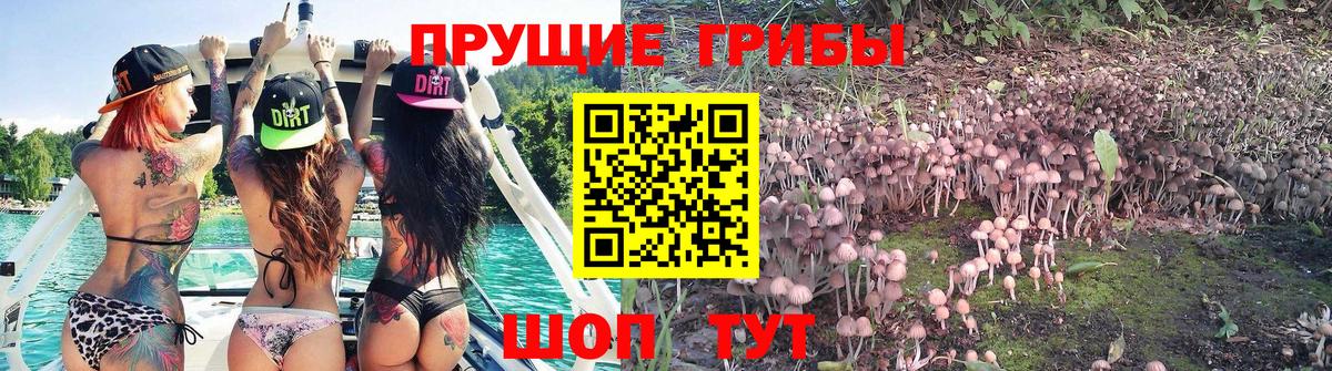 Галлюциногенные грибы Psilocybe  Вход с VPN  Гагарин 